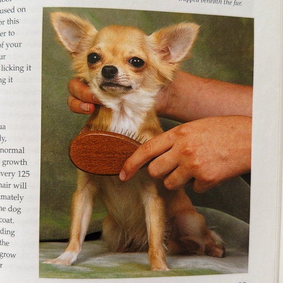 Book: The Chihuahua - Picture 8 of 12